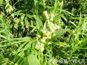 2024-08・10　散歩道脇で咲く花 (1).JPG