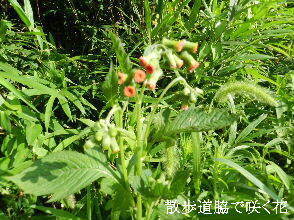 2024-08・10　散歩道脇で咲く花 (2).JPG