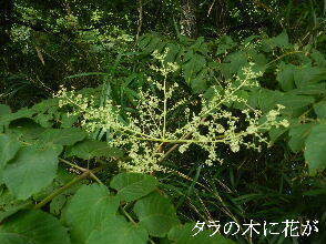 2024-08・10　散歩道脇で咲く花 (5).JPG