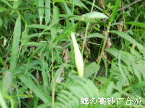 2024-08・10　散歩道脇で咲く花 (6).JPG