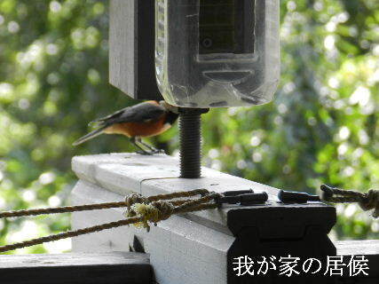 2024-09・09　我が家の居候 (2).JPG
