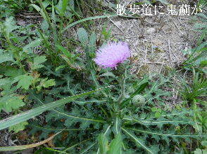 2024-09・09　散歩道脇で咲く花 (1).JPG