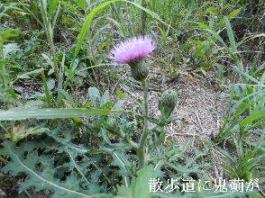 2024-09・09　散歩道脇で咲く花 (2).JPG