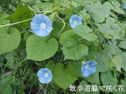 2024-09・09　散歩道脇で咲く花 (3).jpg