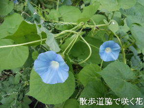 2024-09・09　散歩道脇で咲く花 (4).jpg