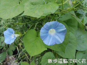 2024-09・09　散歩道脇で咲く花 (5).jpg