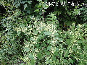 2024-09・09　散歩道脇で咲く花 (6).jpg