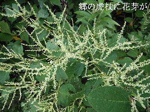2024-09・09　散歩道脇で咲く花 (7).jpg