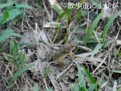 2024-09・09　散歩道脇に土蛙が (1).JPG