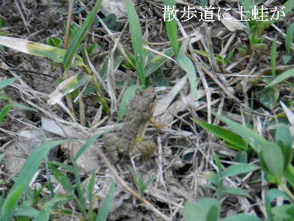 2024-09・09　散歩道脇に土蛙が (2).JPG