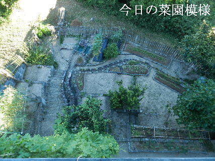 2024-09・10　今日の菜園模様.JPG