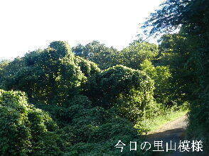 2024-09・10　今日の里山模様 (7).JPG