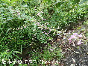 2024-09・15　散歩道脇で咲く花 (1).JPG
