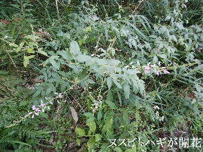 2024-09・16　散歩道脇で咲く花 (6).jpg