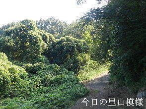 2024-09・17　今日の里山模様 (5).JPG