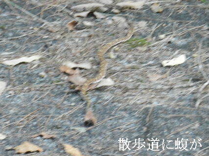 2024-09・17　散歩道での出遭い (1).JPG
