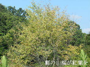 2024-09・17　散歩道での出遭い (6).JPG