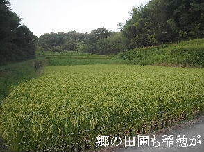 2024-09・17　散歩道での出遭い (8).jpg