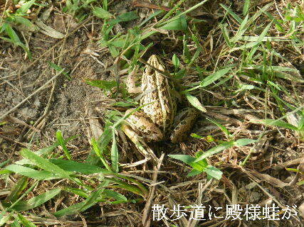 2024-09・17　散歩道に殿様蛙が (1).JPG