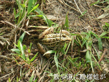 2024-09・17　散歩道に殿様蛙が (2).JPG