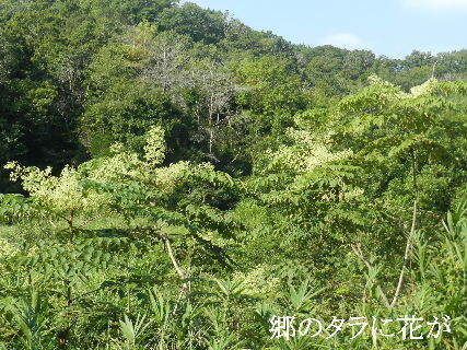 2024-09・17　散歩道脇で咲く花 (1).JPG