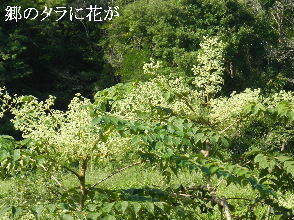 2024-09・17　散歩道脇で咲く花 (2).JPG
