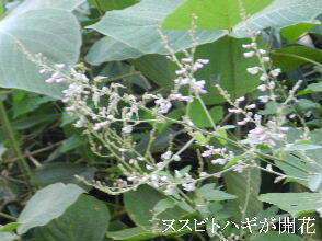 2024-09・17　散歩道脇で咲く花 (2).JPG