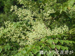 2024-09・17　散歩道脇で咲く花 (3).JPG