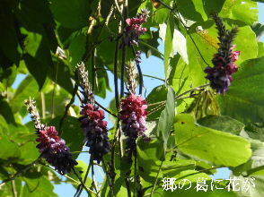 2024-09・17　散歩道脇で咲く花 (5).JPG