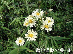 2024-09・17　散歩道脇で咲く花 (6).jpg