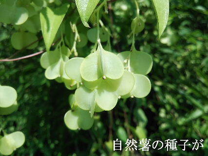 2024-09・17　散歩道脇で咲く花 (7).jpg