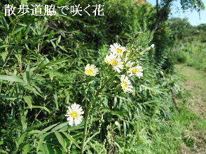 2024-09・17　散歩道脇で咲く花 (8).jpg