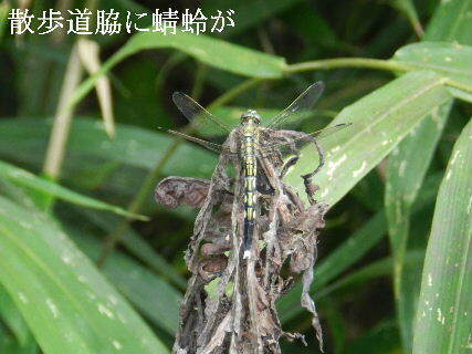 2024-09・19　里山の蜻蛉達 (1).JPG