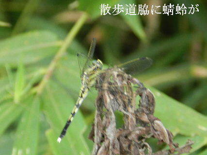 2024-09・19　里山の蜻蛉達 (2).JPG