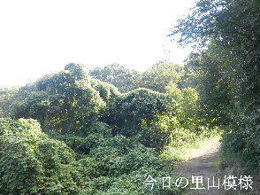 2024-09・20　今日の里山模様 (5).JPG
