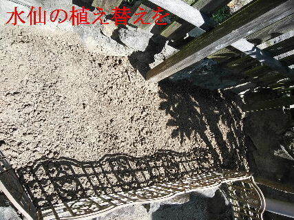 2024-09・23　今日の菜園作業を (1).jpg