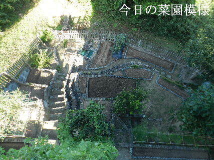 2024-09・23　今日の菜園模様.JPG