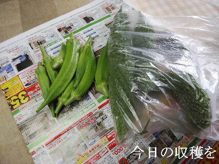 2024-09・25　今日の収穫を (3).jpg