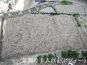 2024-09・25　今日の菜園作業を (1).jpg