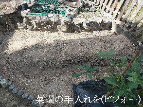 2024-09・25　今日の菜園作業を (2).jpg