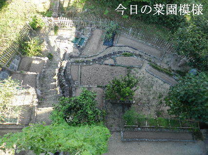 2024-09・25　今日の菜園模様.JPG