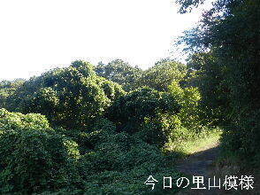2024-09・25　今日の里山模様 (5).JPG