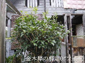 2024-09・25　植栽の剪定を (1).jpg