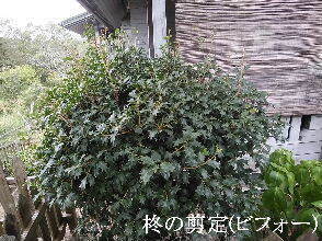 2024-09・25　植栽の剪定を (2).jpg