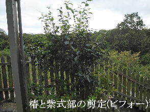 2024-09・25　植栽の剪定を (3).jpg