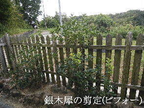 2024-09・25　植栽の剪定を (4).jpg