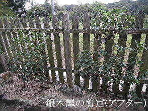 2024-09・25　植栽の剪定を (5).jpg