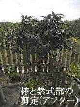 2024-09・25　植栽の剪定を (6).jpg