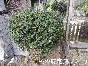 2024-09・25　植栽の剪定を (7).jpg