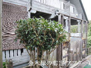 2024-09・25　植栽の剪定を (8).jpg